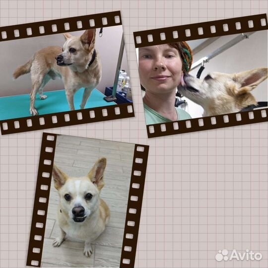 Груминг. Стрижка собак и кошек