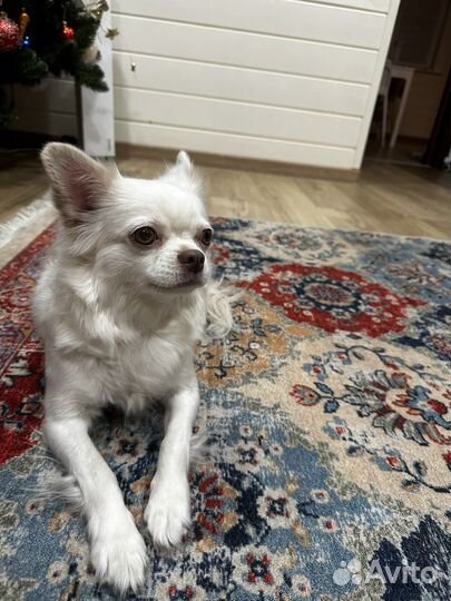 Чихуахуа продам девочка