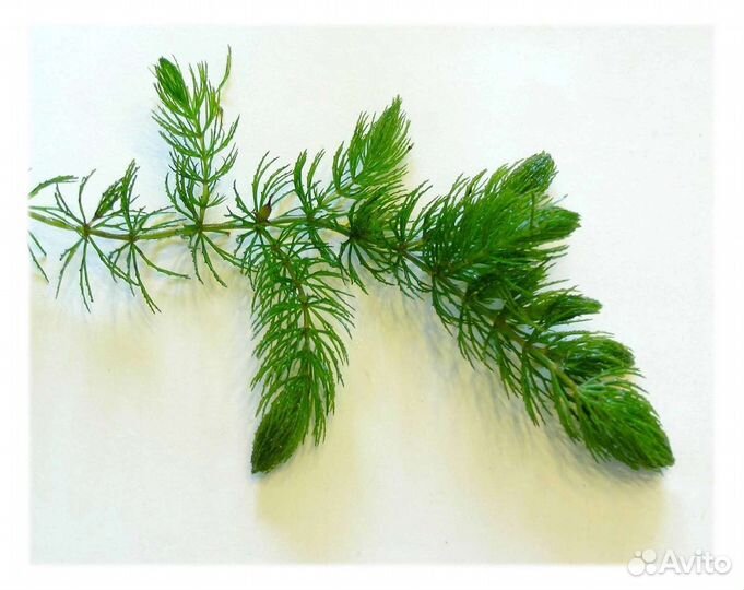 Аквариумные растения