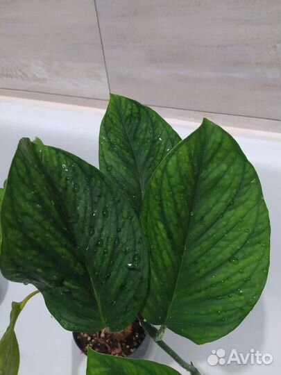 Монстера карстенианум