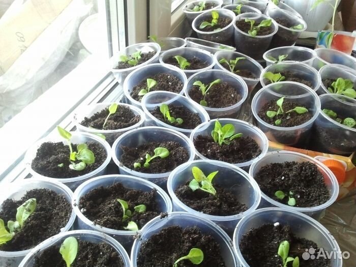 Цветы петунии рассада