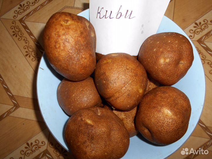 Киви картофель на посадку