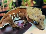 Реснитчатый бананоед-очаровательные геккон
