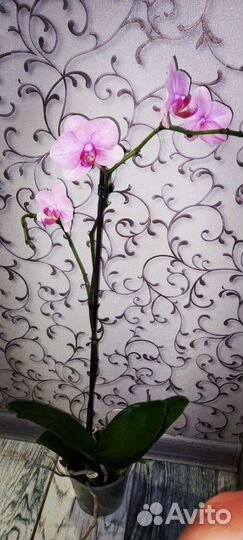 Орхидея фаленопсис
