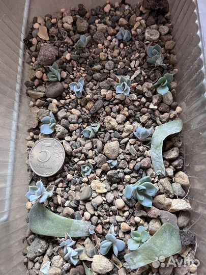 Суккуленты эхеверия