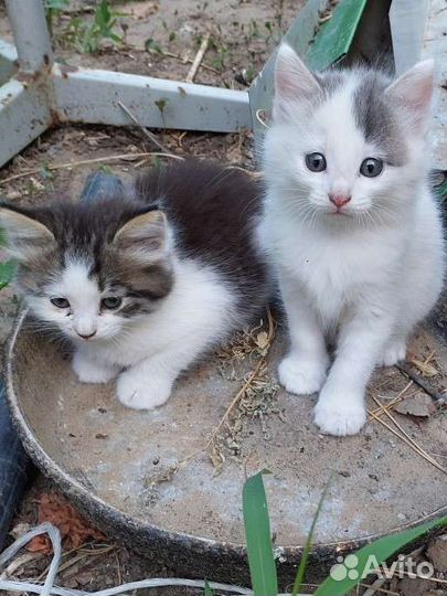 Котёнок мальчик