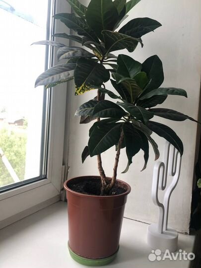 Комнатный цветок - диффенбахия