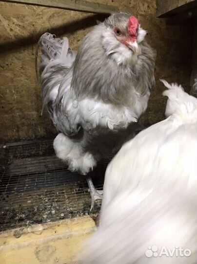 Яйца юхейилюй