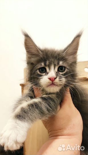 Мейн-кун классика и полидакты