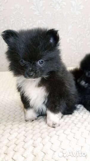 Щенки шпица