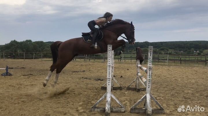 Жеребец для случки