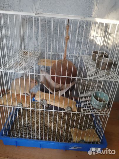 Отдам в добрые руки