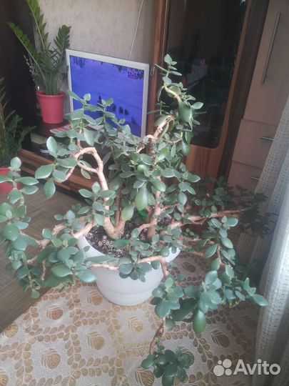 Толстянка, денежное дерево