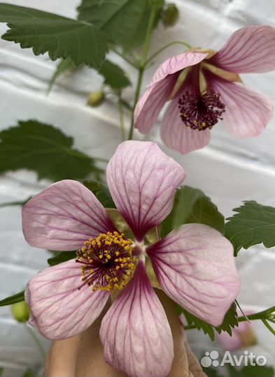 Абутилоны гибридные