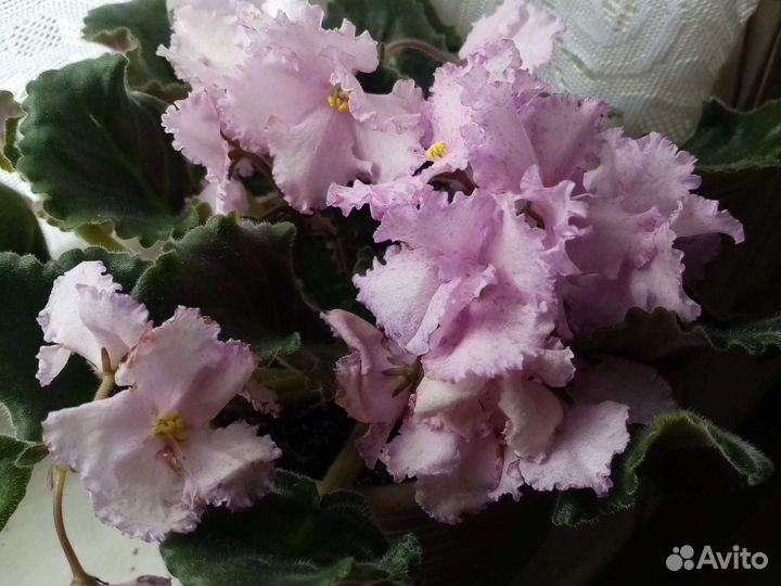 Фиалка узумбарская (сенполия) саженцы