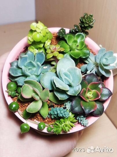 Композиции из суккулентов подарочные