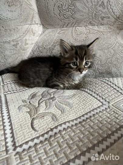 Котята