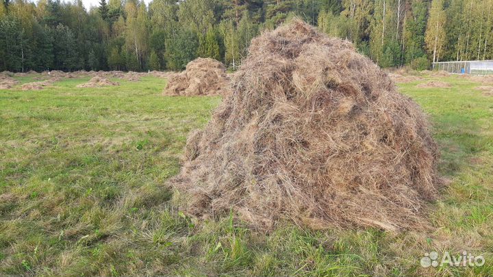 Продам сено