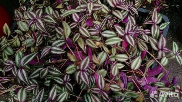 Традесканция зеленая и зебрина