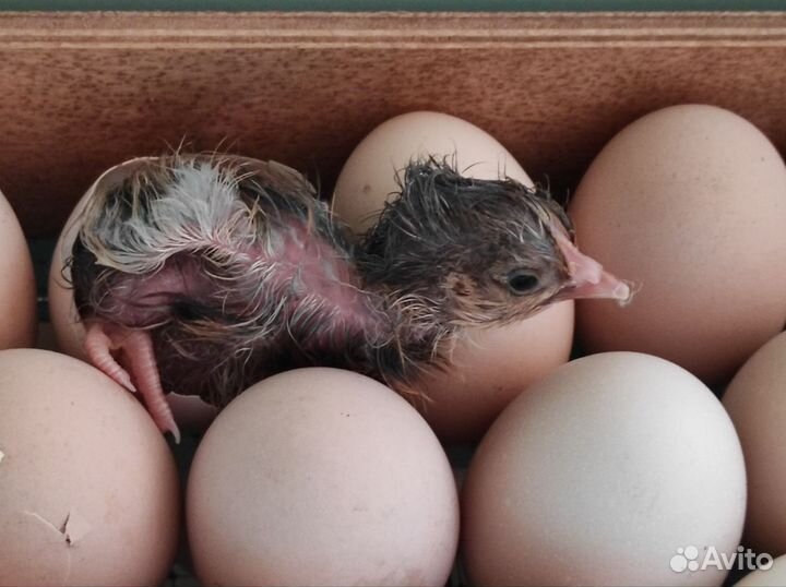 Ия кур породы Амераукана