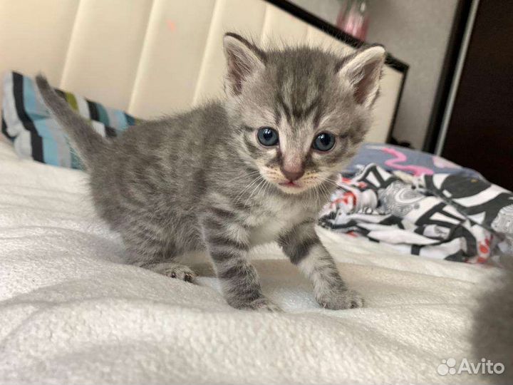 Котёнок мальчик