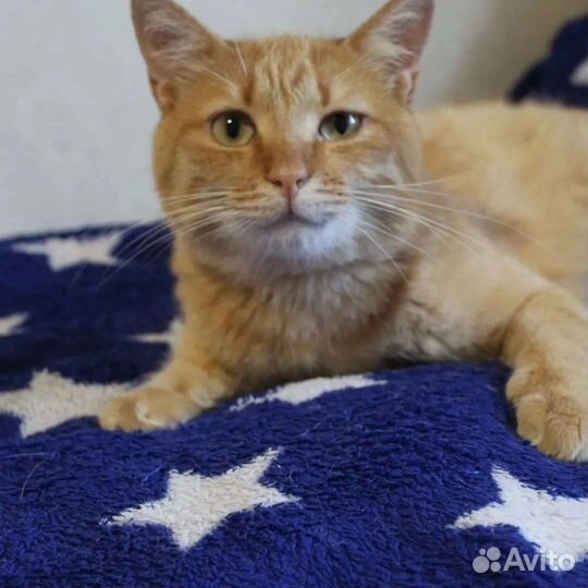 Рыжий кот особенный