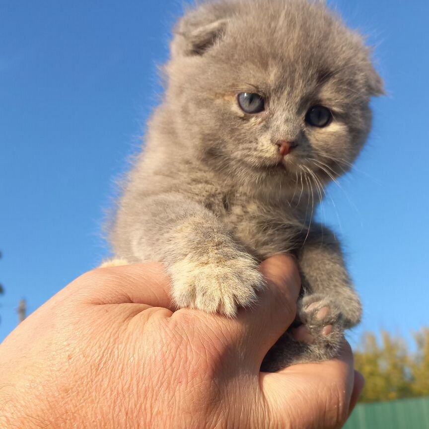 Шотландская, Вислоухая