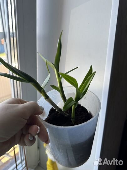 Орхидея дендробиум нобиле