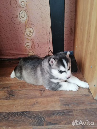 Щенки хаски