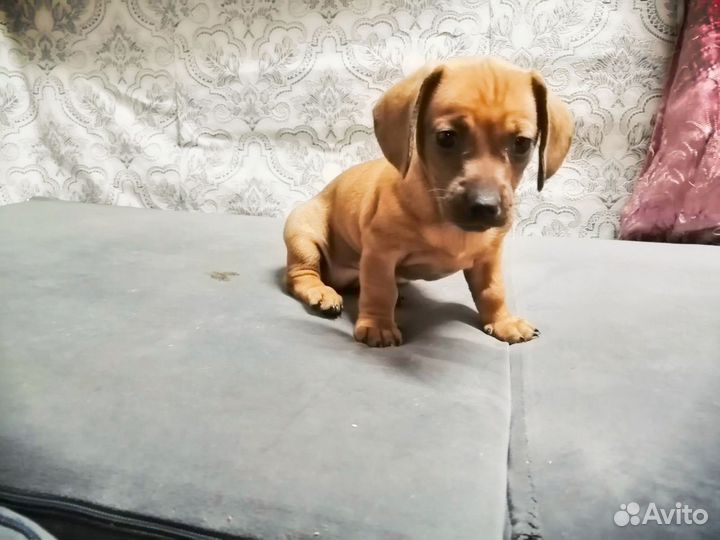 Продажа щенков