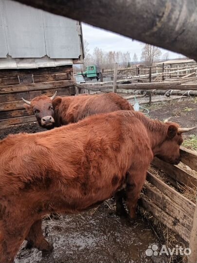 Телята бычки