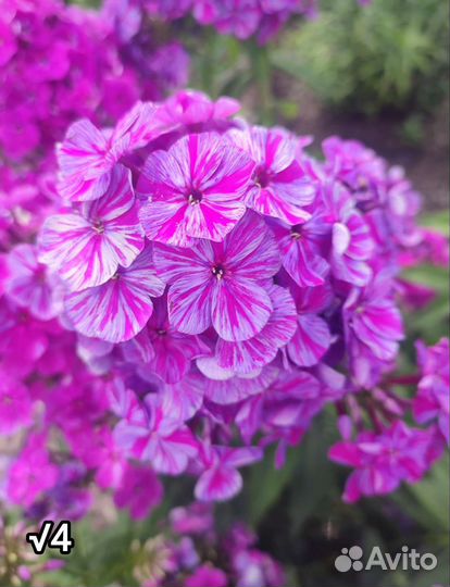 Флокс метельчатый