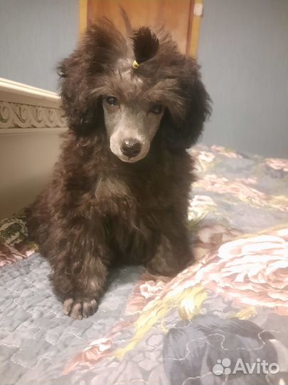 Той-пудель девочка