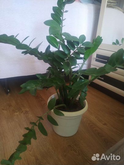 Замиокулькас