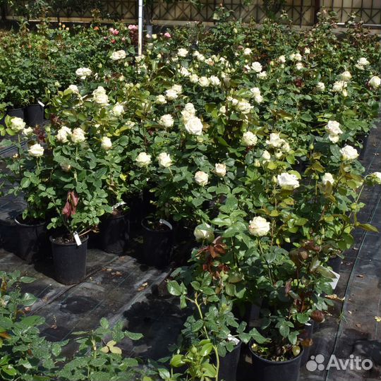 Саженцы роз в горшках с зкс