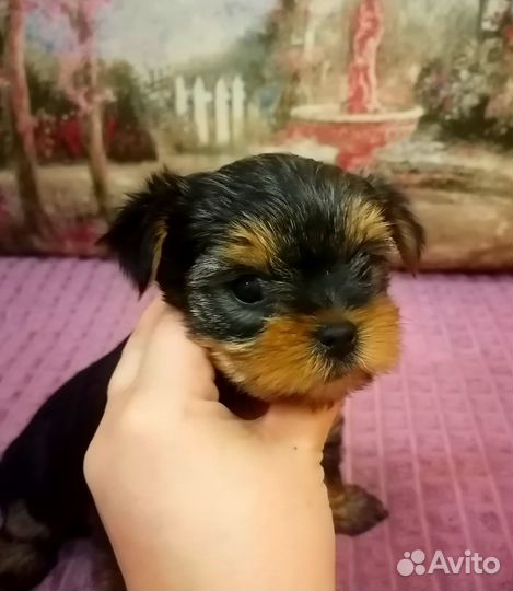 Йоркширский терьер щенки