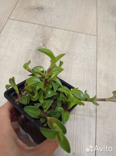 Традесканция ладьевидная