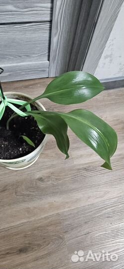 Эухарис амазонский