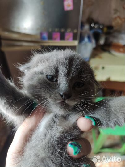 Кошки вислоухие,британец