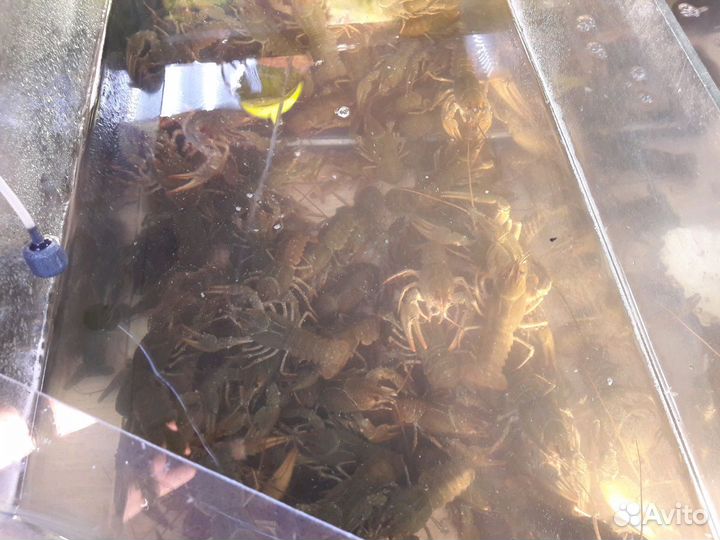 Раки парковый