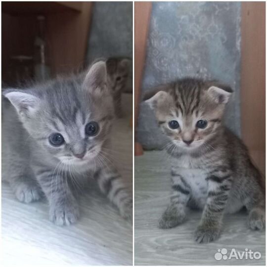 Кошка в дар бесплатно