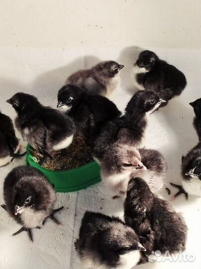 Цыплята мясо-яичного направления