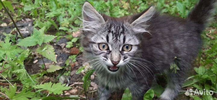 Котенок в добрые руки