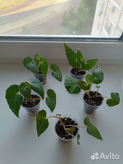 Беллекония Априкот Блаш