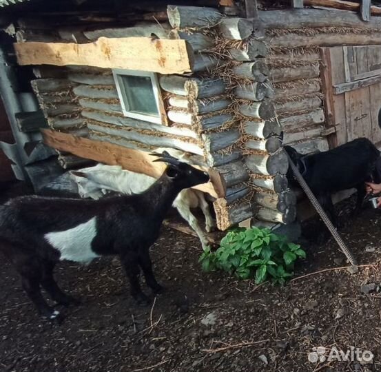 Козы продаю