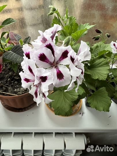 Пеларгония