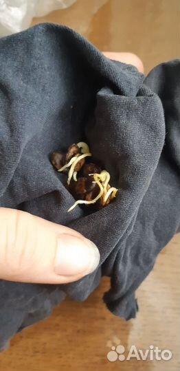 Семена арбуза