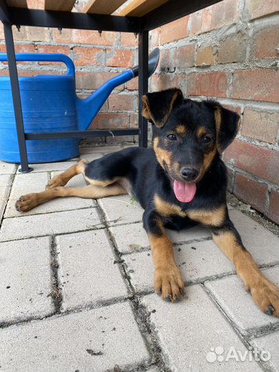 Щенок метис в добрые руки