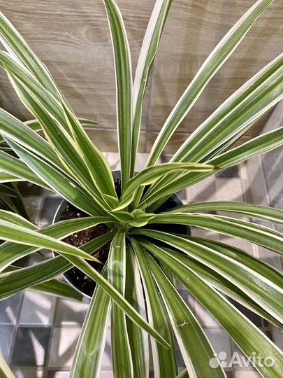 Хлорофитум