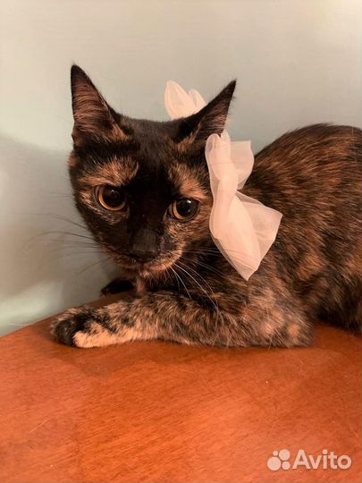 Котёнок девочка, в добрые руки, черепаховая